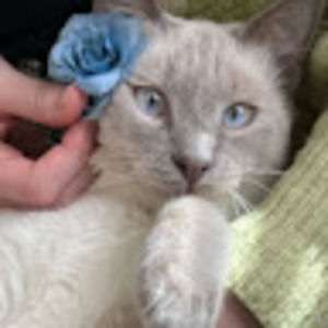 Meet your Posher, Chloe